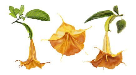 Set of yellow brugmansia with green leaves, angel pipes, Watercolor flower hand-drawn illustration. Illustration of designs, invitations, greeting cards, postcards, patterns. © Nadine.de.trevile