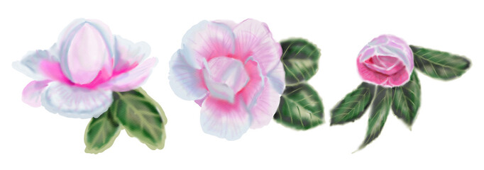 Set of camellia flowers, buds, leaves on an isolated white background, watercolor illustration, hand drawing, botanical painting, spring flora