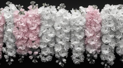  a group of pink and white flowers hanging from a line of pink and white flowers in front of a black background with white and pink flowers in the middle of the row.