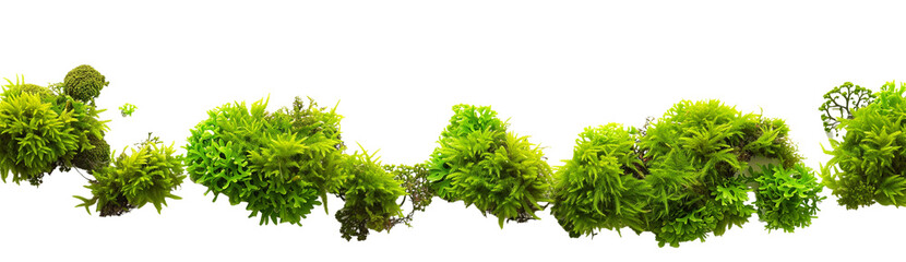 Green moss scattered, isolated on transparent background - obrazy, fototapety, plakaty