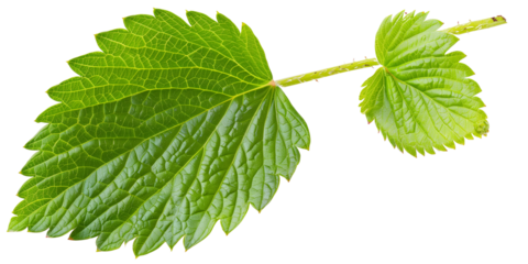 Single green strawberry leaf, isolated on transparent background