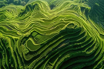 Deurstickers An aerial perspective showcases a vast expanse of lush green rice fields, rippling under the bright sunlight, Intricate patterns of a rice terrace farming from a high vantage point, AI Generated © Iftikhar alam