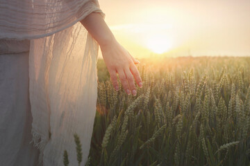 walking woman touches the wheat illuminated by the setting sun with her hand