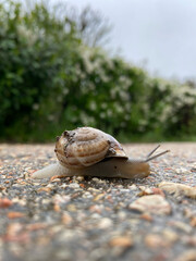snail on a path with green background