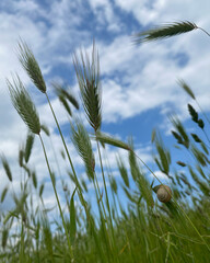 field with spikelets of grass against the sky with a snail