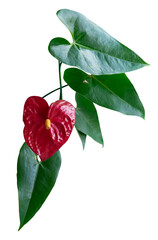Red anthurium flower with leaves on white background. Anthurium.