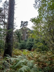 Fototapeta premium Scots Pine trees in County Donegal - Ireland