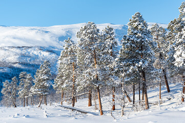 Beautiful snowy trees at Swedish Lapland. 