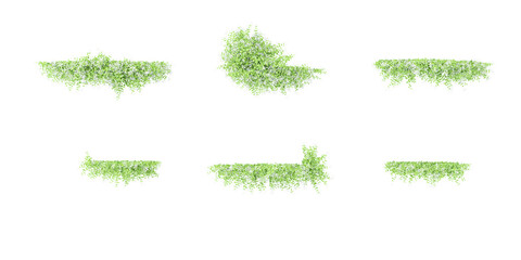 From top view of Sweet autumn clematis vine plants isolate on white background © Saifstock