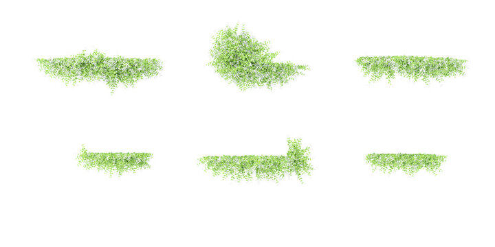 From top view of Sweet autumn clematis vine plants isolate on white background
