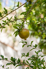 Granada en un granado con el fondo desenfocado