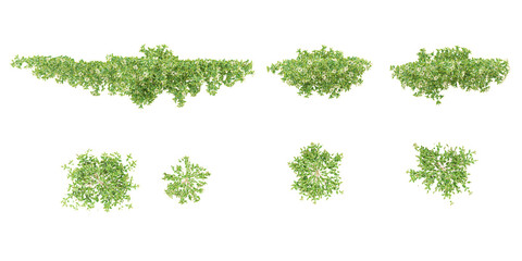 set of Asiatic jasmine green creepers with roots, 3d rendering,top view
