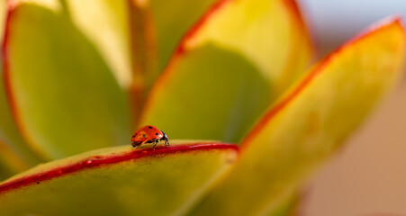 Detail of a red ladybug on the leaves of a succulent plant