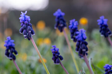Detail of blue grape hyacinths (Muscari neglectum) in the meadow