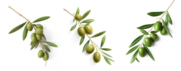 fresh olive twig with several green olives on it, typical for mediterranean countries like Italy or Greece, isolated, flat lay - Powered by Adobe