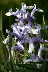 Gentle blue juno flowers on green stalks with green leaves.