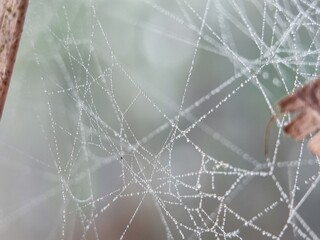 web, spider, dew, nature, water, cobweb, drops, spiderweb, net, drop, morning, macro, insect, spider web, silk, pattern, trap, wet, rain, closeup, detail, close-up, green, design