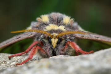 Spanish moon moth (Actias isabellae) face. Graellsia. © pedro