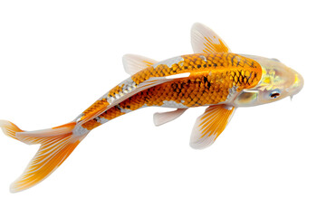 Vibrant Orange Koi Fish Isolated on White Background
