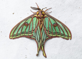 Spanish moon moth (Actias isabellae or Graellsia isabellae)