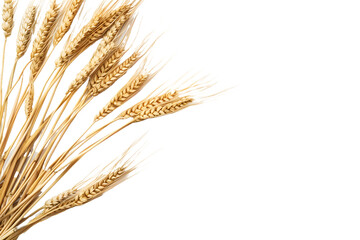 Golden Wheat Sheaves on White Background for Agriculture and Harvest Concepts
