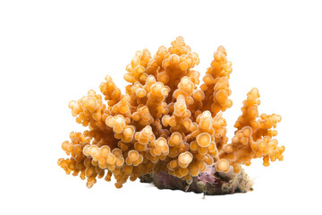 Orange Coral Isolated on White Background
