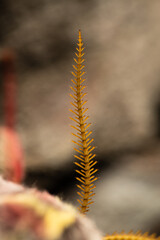 Detail of the antenna of a female spanish moon moth (Actias isabellae)