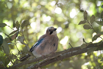 blue jay on a branch GHIANDAIA (Garrulus glandarius) Monte Ortobene, Nuoro, Sardegna, Italia.