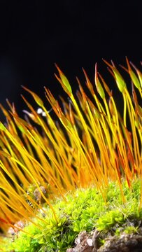 Purple Moss (Ceratodon purpureus), moss sporophyte on stones in spring