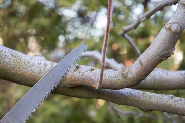 cutting saw in the garden. pruning trees in the park