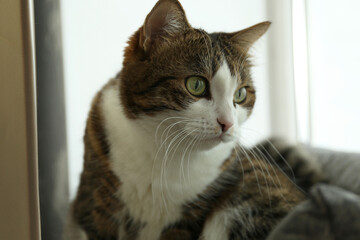 Cute cat at home, closeup. Lovely pet