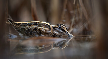 A little looper Lymnocryptes minimus hides in reeds from danger, very rare photo.
