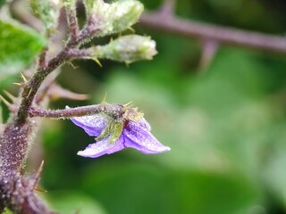 flower, plant, nature, purple, garden, spring, blue, pink, macro, flowers, bloom, summer, blossom, flora, petal, orchid, grass, close-up, violet, closeup, meadow, leaf, beauty, wildflower
