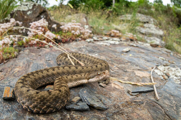 Asp viper, Vipera aspis in nature.