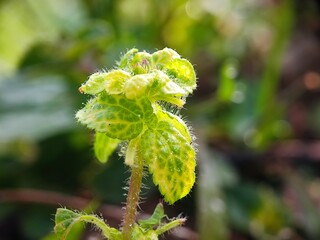 water, drop, leaf, grass, dew, nature, rain, drops, plant, macro, wet, summer, spring, droplet, raindrop, leaves, freshness, environment, morning, closeup, fresh, flora, liquid, reflection, green