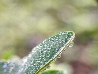 water, drop, leaf, grass, dew, nature, rain, drops, plant, macro, wet, summer, spring, droplet, raindrop, leaves, freshness, environment, morning, closeup, fresh, flora, liquid, reflection, green