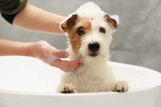 Woman washing her cute dog with shampoo in bathroom indoors, closeup