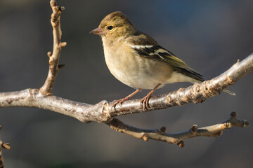 Finch Bird (Fringilla Bird)in the Garden  Photo, Turkish Ispinoz Bird, Uskudar Istanbul, Turkiye (Turkey)