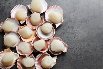 Many fresh raw scallops in shells on grey table, flat lay. Space for text