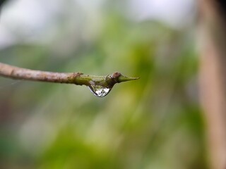 hummingbird, bird, nature, animal, flying, green, small, wildlife, flower, beak, humming, wings, feathers, birds, flight, ruby, feeding, fast, perched, humming bird, nectar, avian, branch, feeder, thr