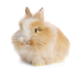 Cute fluffy pet rabbit isolated on white
