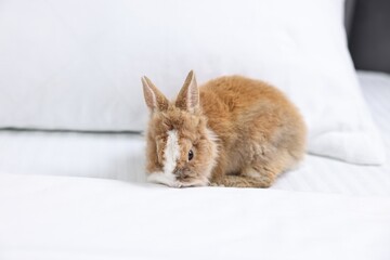 Cute fluffy pet rabbit on comfortable bed