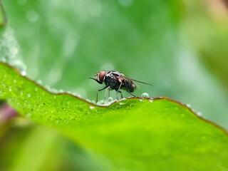 macro of a fly
