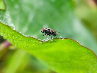 fly, insect, macro, leaf, nature, bug, animal, wing, closeup, close-up, wings, detail, small, pest, housefly, wildlife, hairy, eye, close, close up, eyes, garden