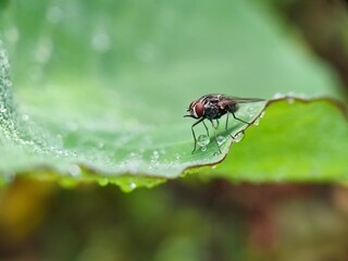 fly, insect, macro, leaf, nature, bug, animal, wing, closeup, close-up, wings, detail, small, pest, housefly, wildlife, hairy, eye, close, close up, eyes, garden