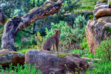 Fototapeta premium Iberian lynx in the Sierra de Andujar, Spain.