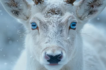 Rolgordijnen Deer in the snow © paul