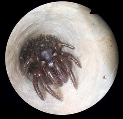 Trap door spider inside his burrow with spiderlings. Endope photography...Aggius, OT, Sardegna, Italia