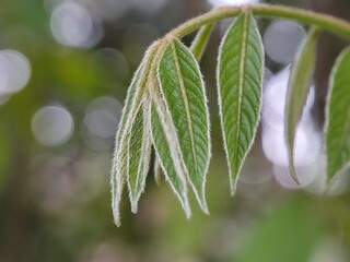 nature, leaf, plant, insect, macro, spring, leaves, summer, closeup, water, flower, grass, bug, close-up, garden, tree, rain, green, flora, dew, fly, branch, small, drop, animal,anderson grass yellow,