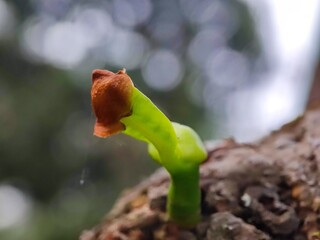 nature, leaf, plant, insect, macro, spring, leaves, summer, closeup, water, flower, grass, bug, close-up, garden, tree, rain, green, flora, dew, fly, branch, small, drop, animal,anderson grass yellow,